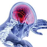 Головной мозг