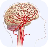 система кровоснабжения мозга
