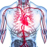 Циркуляция крови